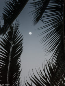 Tropical Moon